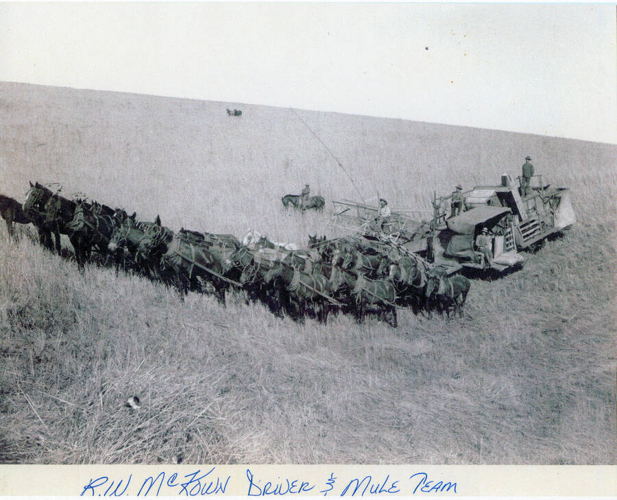 McKown mule team pulling a combine at harvest.