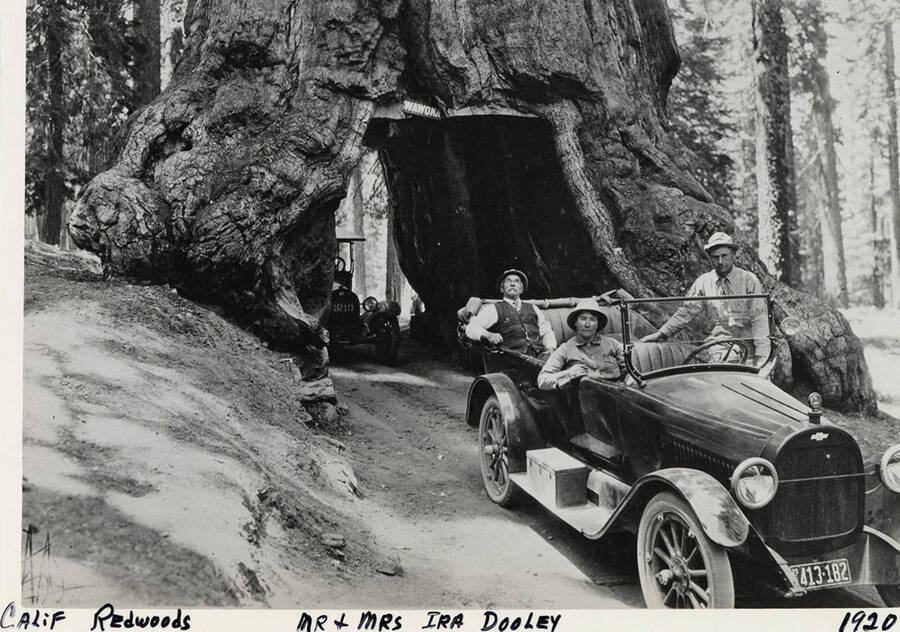 Mr. and Mrs. Ira Dooley ride cars through redwood tunnels at the California Redwoods.  Photograph taken in 1920.