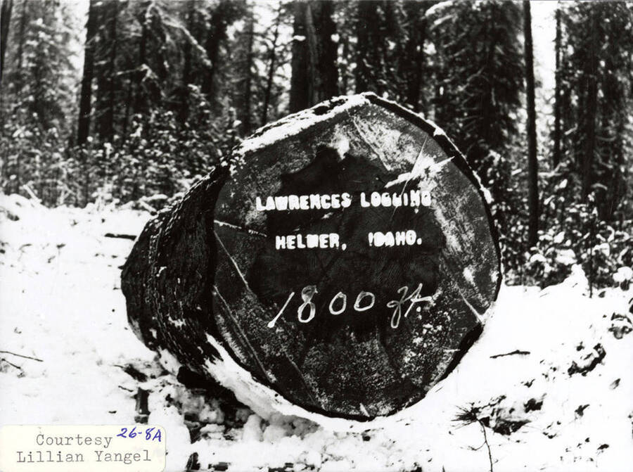 View of the end of a log sitting in the snow in a forest. The end of the log as 'Lawrences Logging Helmer, Idaho 1800 ft' written on it.
