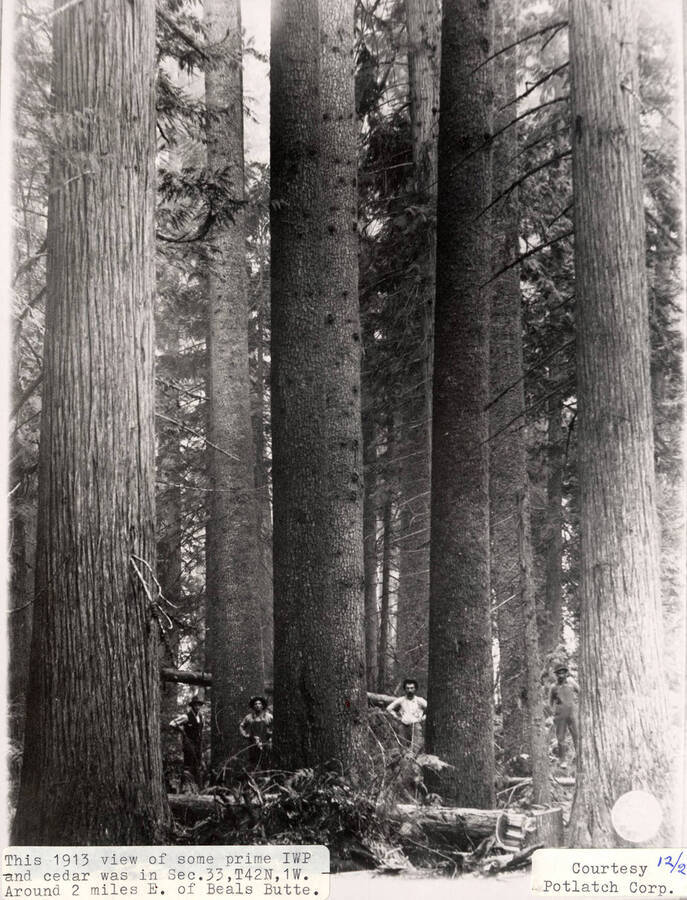 Four men standing at the base of a few Idaho White Pine trees and cedar trees in Sec. 33, T42N, 1W; around Beals Butte.