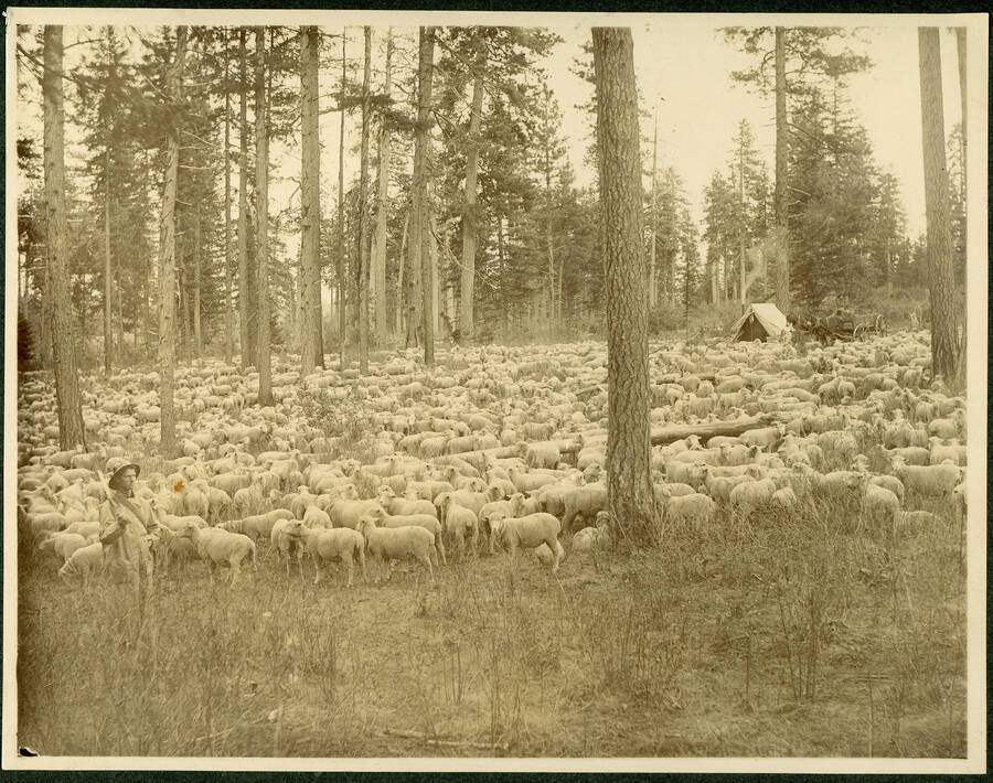 Photograph of "High Sheep Camp" located at Brown's Meadow on Flat Creek of now Highway 9 in North Latah County between Hattern Creek and Flat Creek.