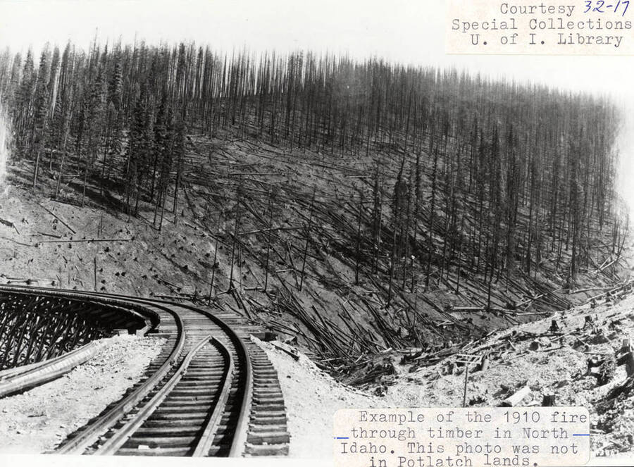 View of the aftermath from the 1910 fire, which spread through the timber in North Idaho. Many logs can be seen fallen and spread on the ground between the few trees that are still standing.