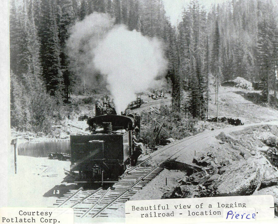 View of a locomotive on a logging railroad. Steam can be seen coming out of the locomotive and a person can be seen hanging onto the side of it.