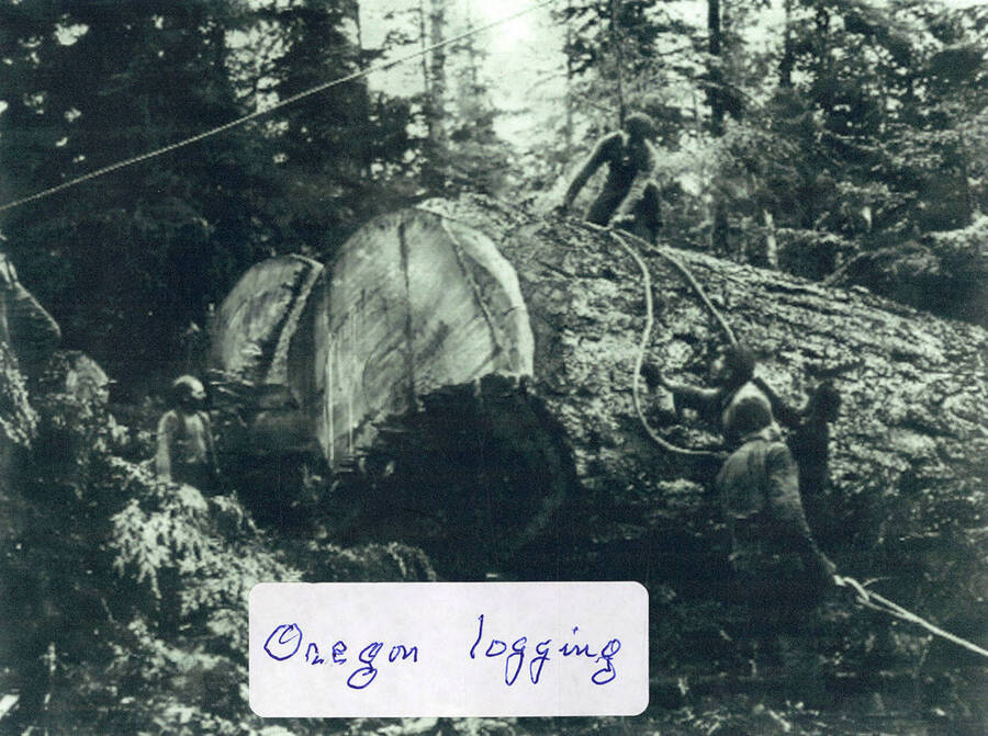 A few men wrapping cables around a log in Oregon.