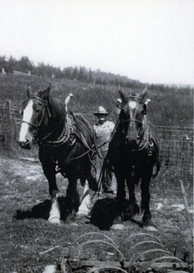 Photograph of Frank Hanna with draft horses Prince and Queen.