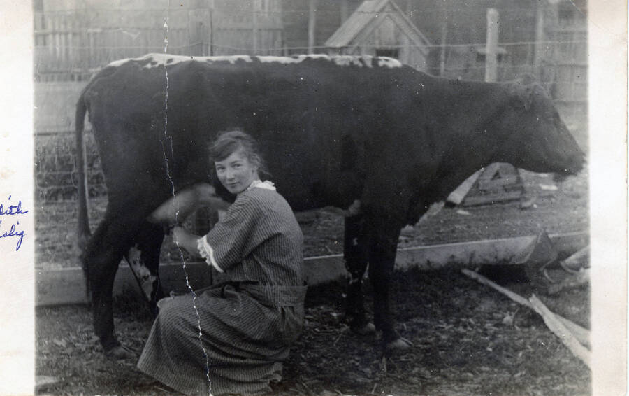 Postcard of Edith Kislig milking a cow.