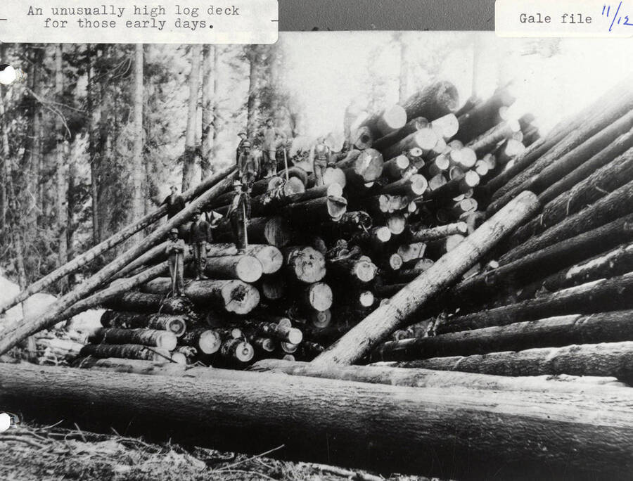 View of an unusually high log deck during the early days of PLC logging. Loggers can be seen standing on a few of the logs that are stacked up.