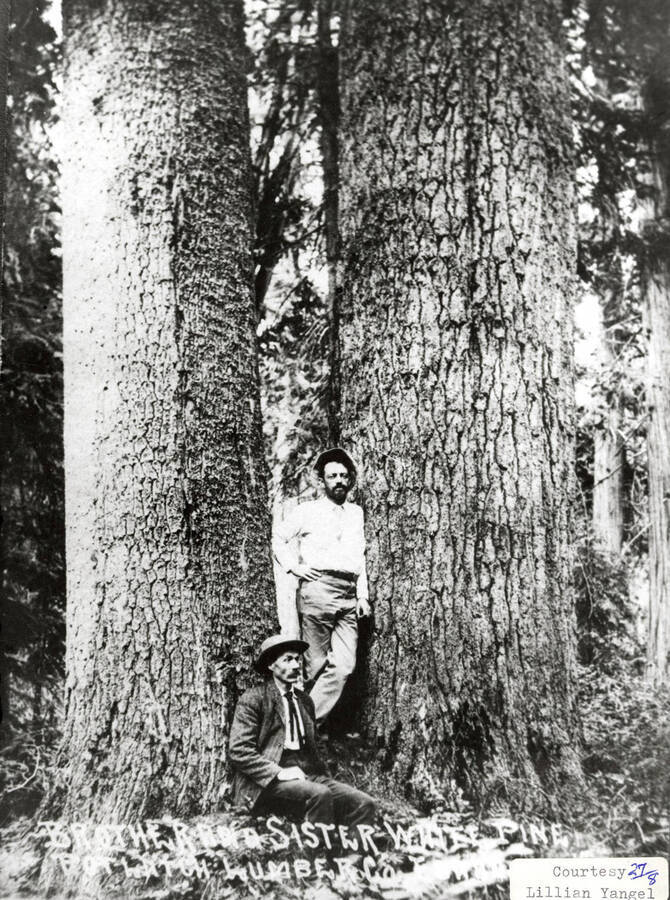 Two men sitting and standing at the base of a white pine tree.