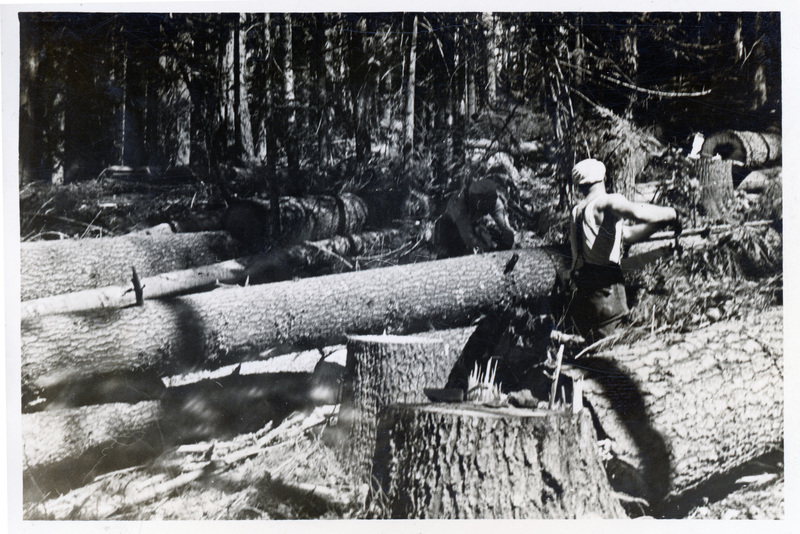 Photograph of loggers falling logs at a camp.