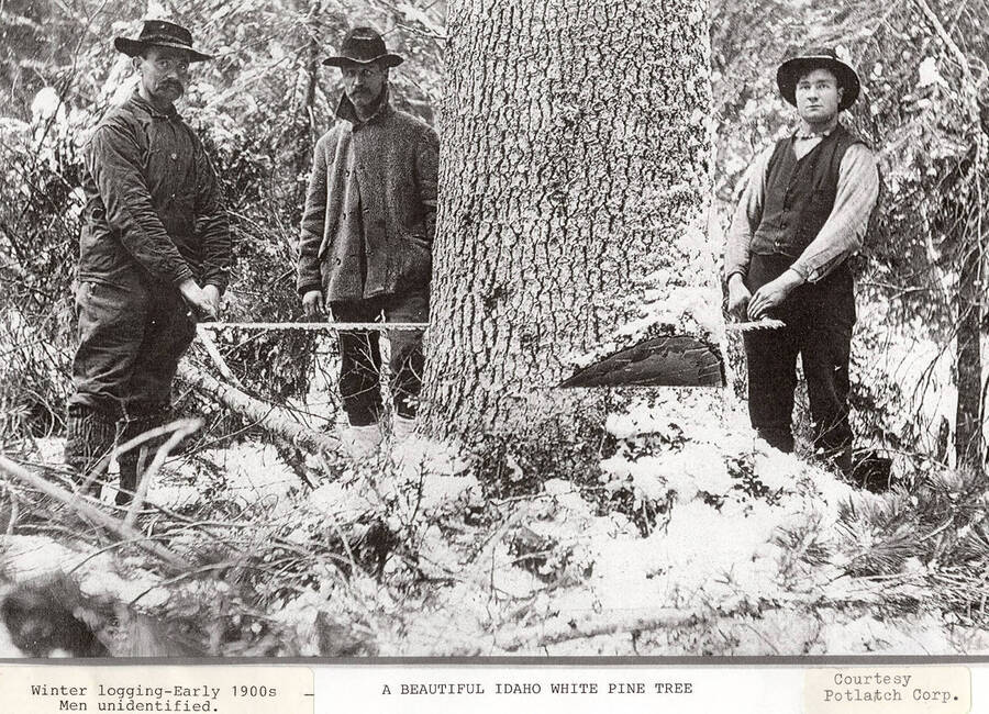 Three men standing at the base of a Idaho white pine tree during winter logging. Two men can be seen holding a crosscut saw, seemingly cutting the tree down.