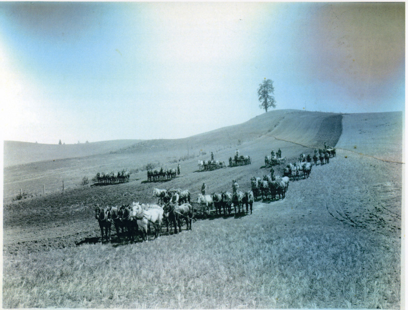 Photograph of harvest at Louie Gilmore's place using 68 horses