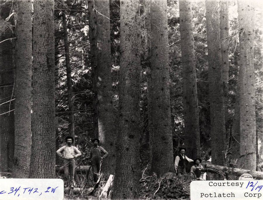 Four men standing at the base of a few trees in Sec. 34, T42, 1W.