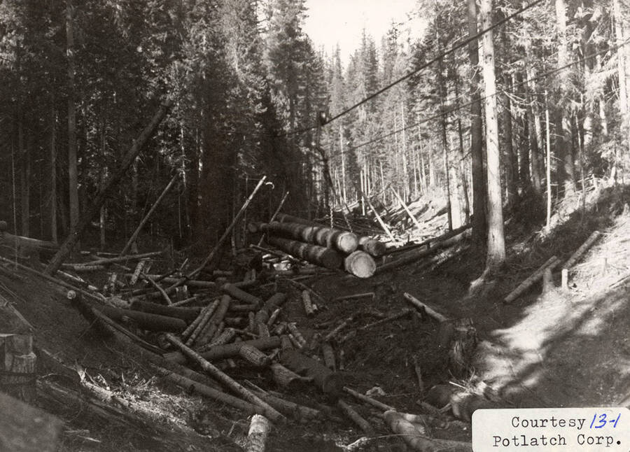 View of the cable system used for logging. Four logs can be seen suspended using cables. Logs can also be seen spread on the ground of the forest.