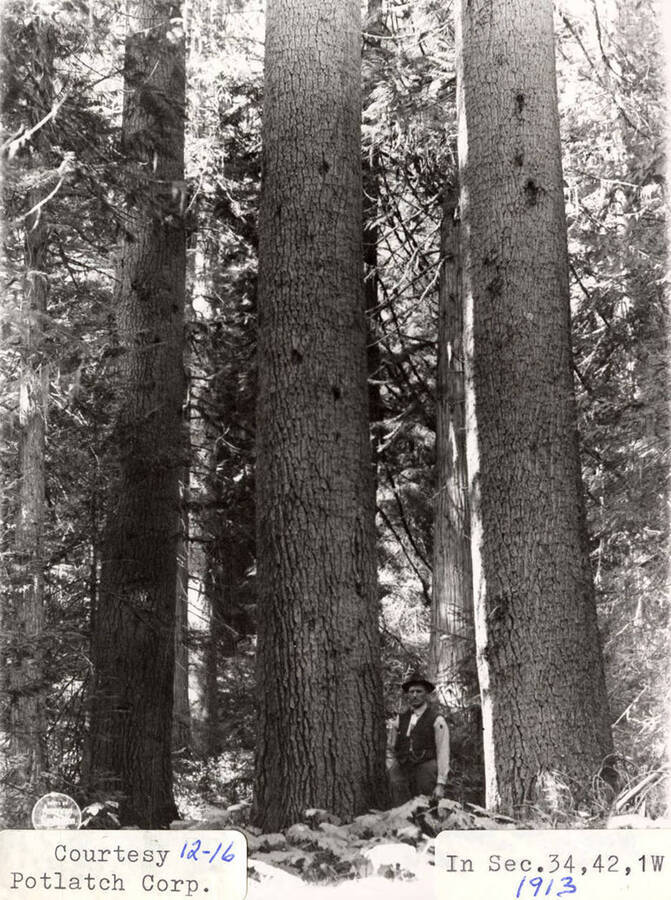 A man standing at the base of a few trees in Sec. 34, 42, 1W.