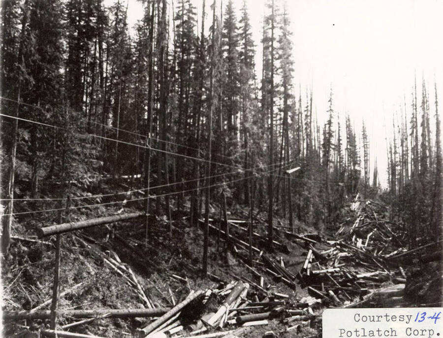 View of the cable system used for logging. A few logs can be seen suspended and being transported using cables. Logs can also be seen spread on the ground of the forest.
