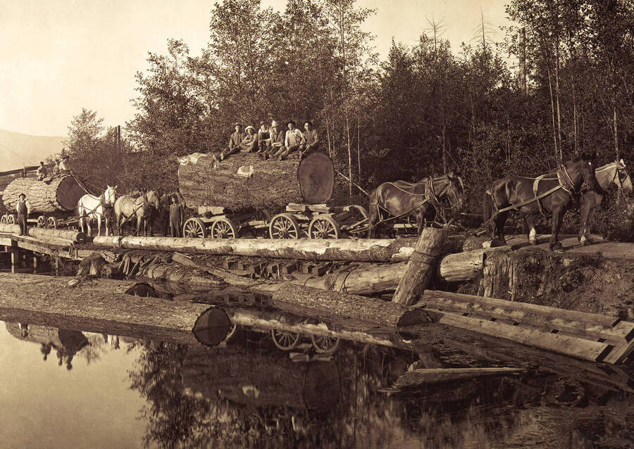 Teams of horses pulling large logs that are sitting on carts. Men can be seen sitting on top of the logs.