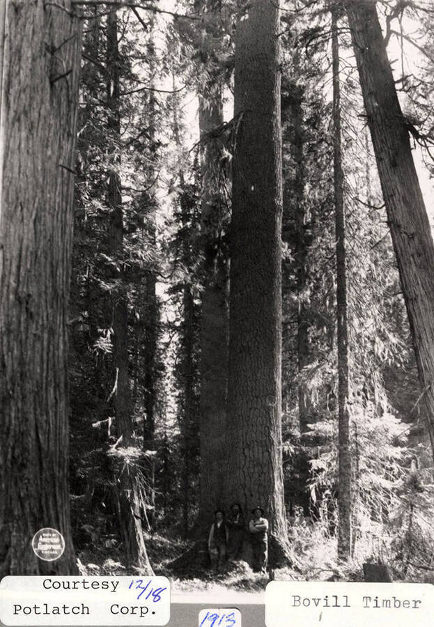Three men standing at the base of a tree at Bovill Timber.