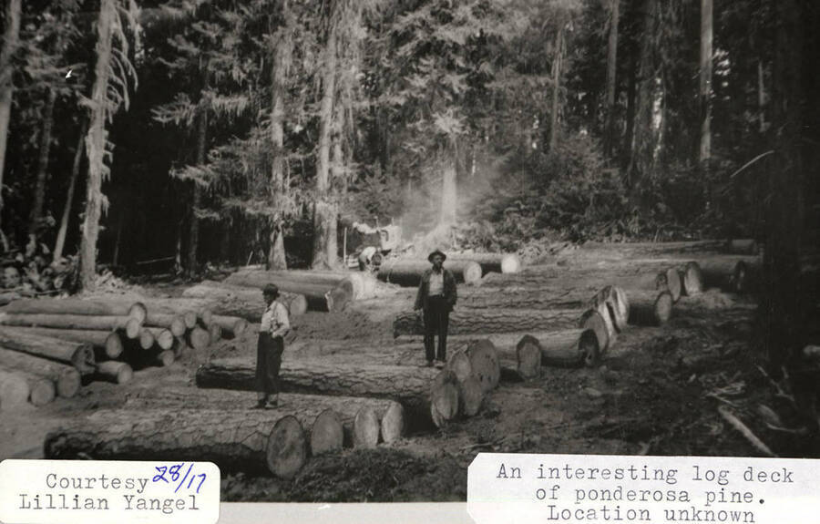 View of a log deck of ponderosa pine. Two men can be seen standing on logs that are spread on the ground of a forest.