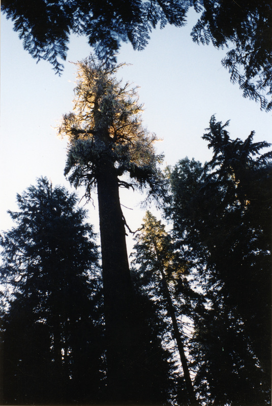 Photograph of a great white pine prior to falling.