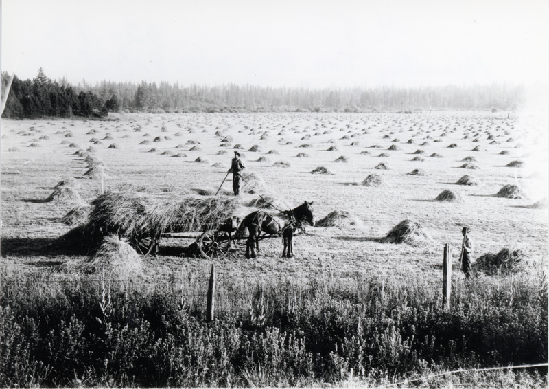 Photograph of men harvesting hay on the J.P. Vollmer farm.