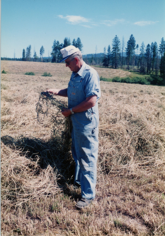 Photograph of Gary Morris examining his timothy crop.