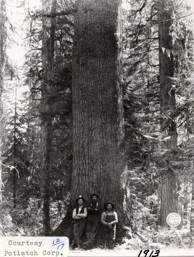 Three men standing at the base of a tree.