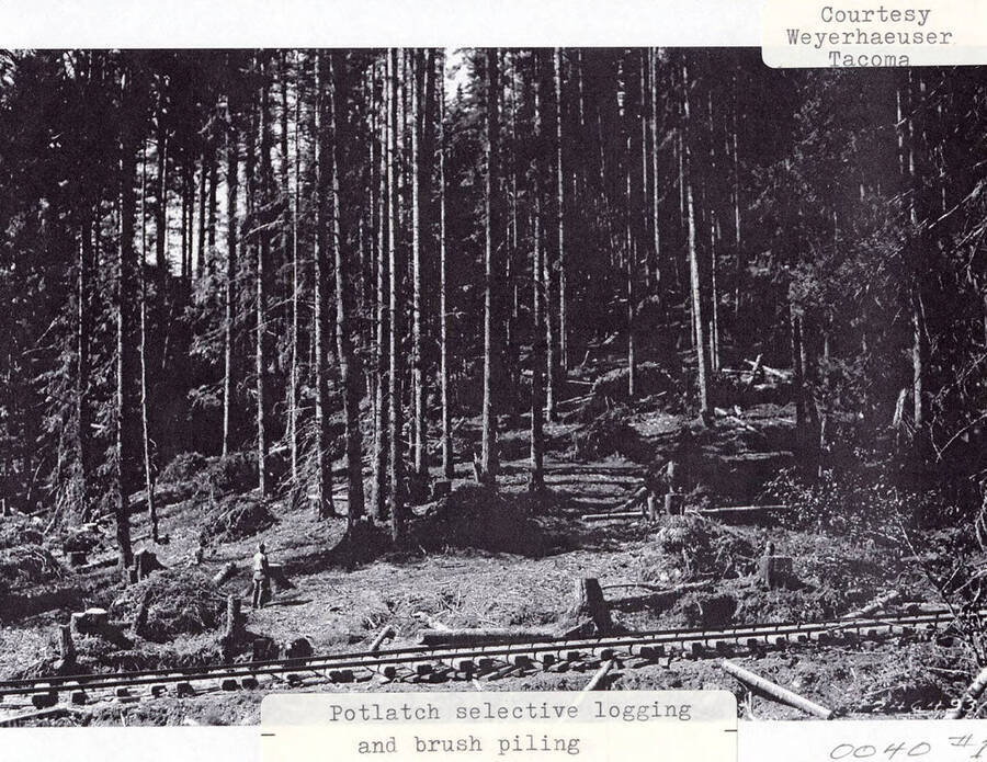 View of the Potlatch selective logging and brush piling. A few men can be seen standing in the forest next to tree stumps, logs laying on the ground, and a railroad track.