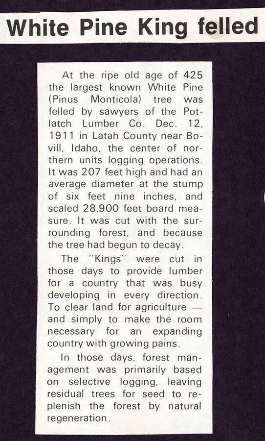 Article discussing the largest White Pine tree, which was cut down with the other 'Kings' by the sawyers of the Potlatch Lumber Company on December 12, 1911.