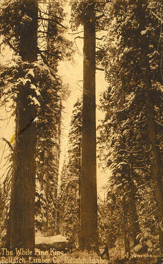 Two men using a crosscut saw to cut down the White Pine King in a forest of other 'Kings'