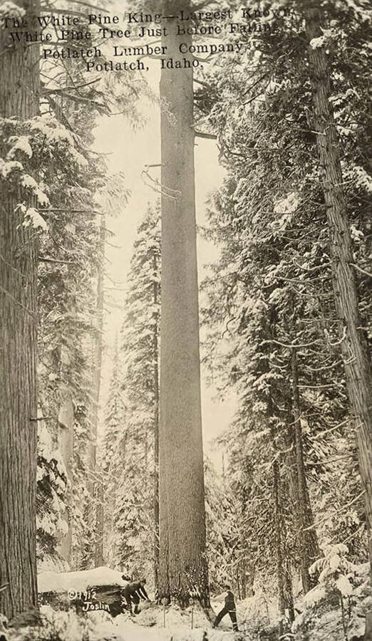 Two men using a crosscut saw to cut down the White Pine King in a forest of other 'Kings' The white pine king was the largest known white pine. The photo was taken just before the tree fell.