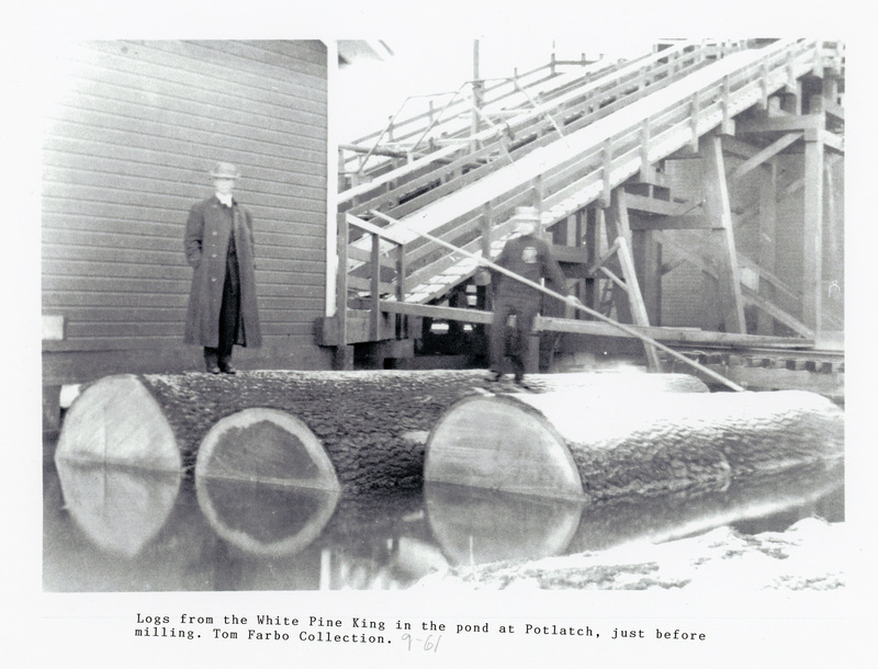 Photograph of men with logs from the White Pine King in the pond at Potlatch prior to sawing.