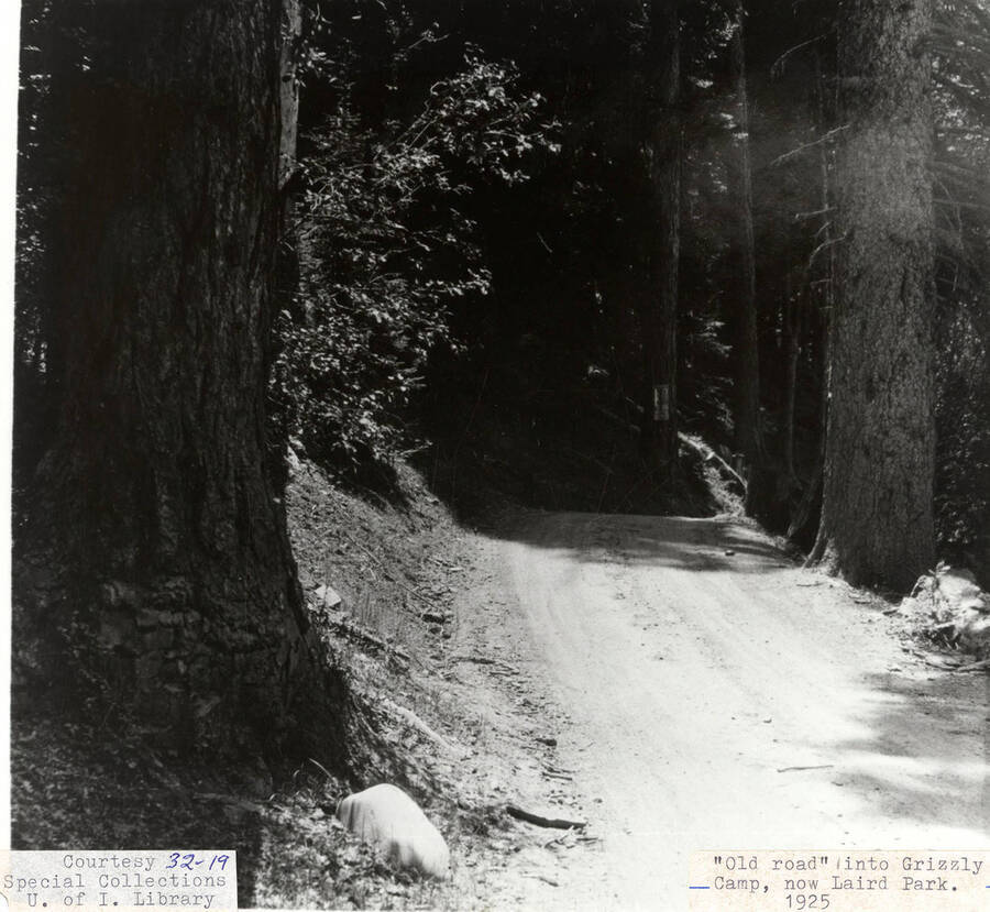 View of the 'old road' going into Grizzly Camp, which is now known as Laird Park. The road is lined with trees.