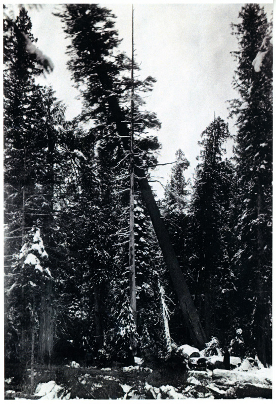 Photograph of loggers watching the White Pine King fall.