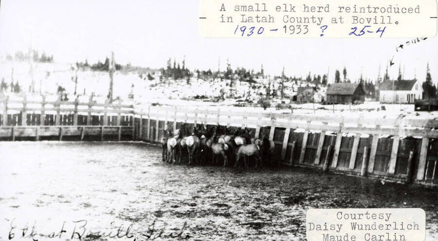 View of a small elk herd being reintroduced in Latah County at Bovill, Idaho.