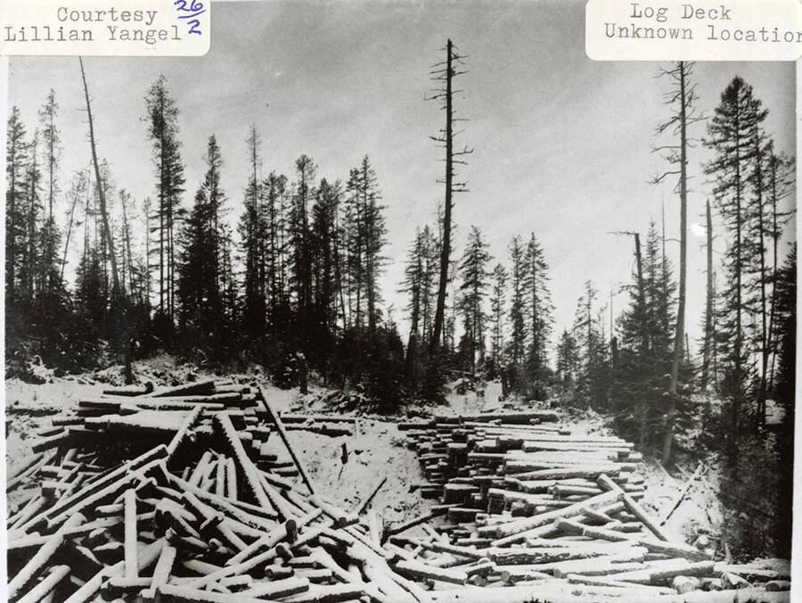 View of the log deck covered with stacks of logs.