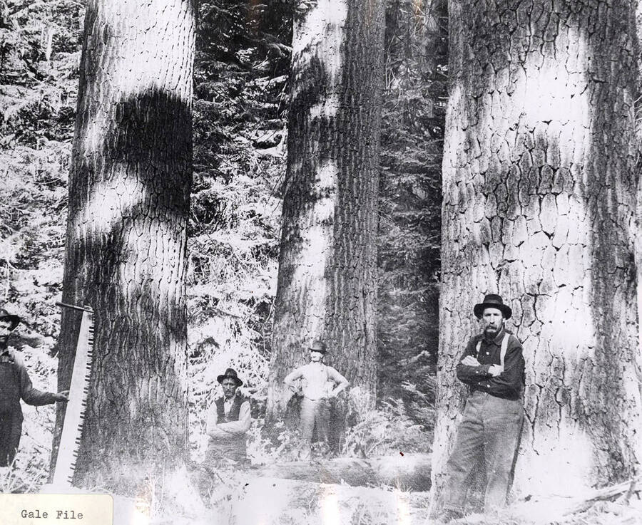 Four men can be seen standing at the base of a few trees in a forest. One man can be seen holding a crosscut saw up next to one of the tree's trunks.