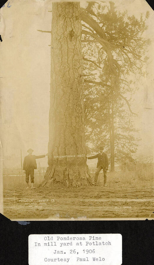 Two men standing at the base of an old ponderosa pine, located in the mill yard at Potlatch, Idaho.