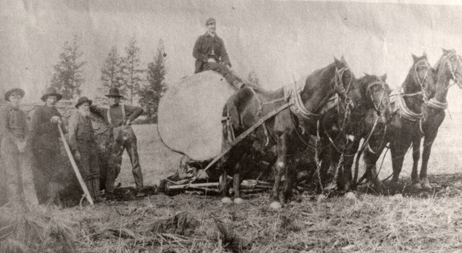 A group of men standing around next to a few horses. The horses are pulling a ponderosa pine on a skid. The men left to right are John Adair, Pete Clyde, Frank Adair Jr., Bill Edmundsen, and Bud Adair.