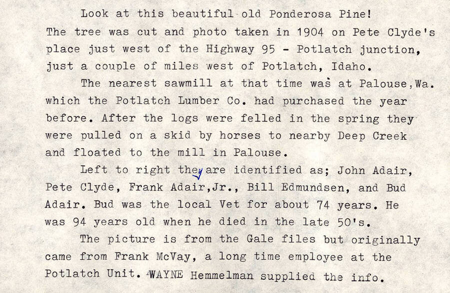 An explanation of a photo showing a group of horses pulling an old ponderosa pine from Potlatch junction to Palouse, Washington.