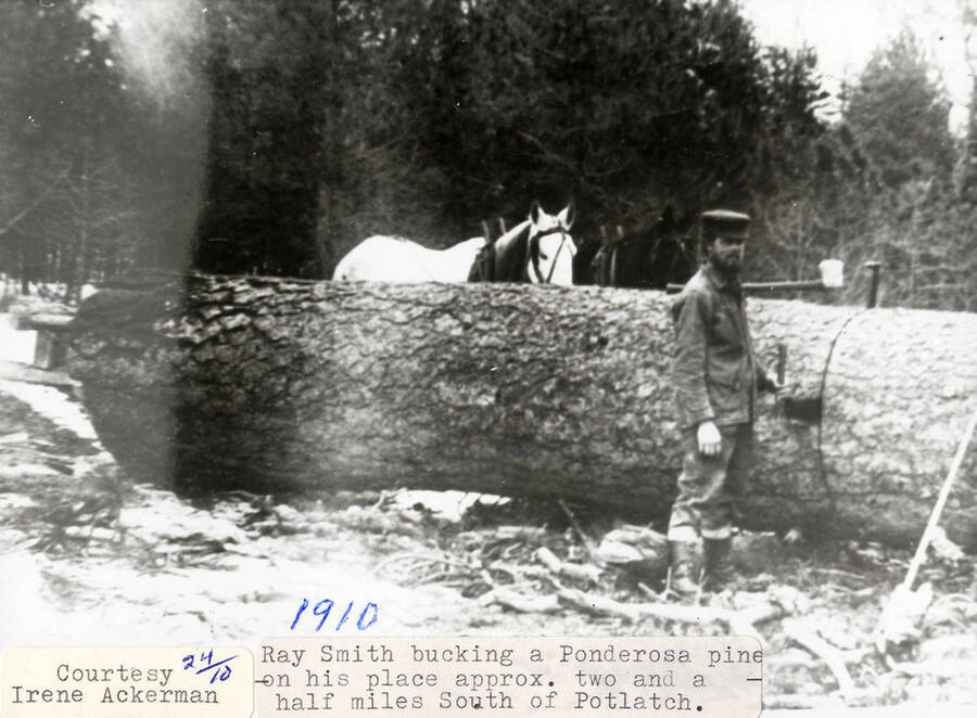 Ray Smith bucking a ponderosa pine on his place, which is located approximately two and a half miles south of Potlatch, Idaho. A horse can be seen standing behind the log.