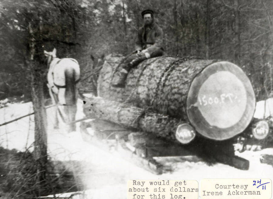 Ray Smith riding on top of a ponderosa pine, which is being pulled by two horses. Ray got about six dollars for this log.