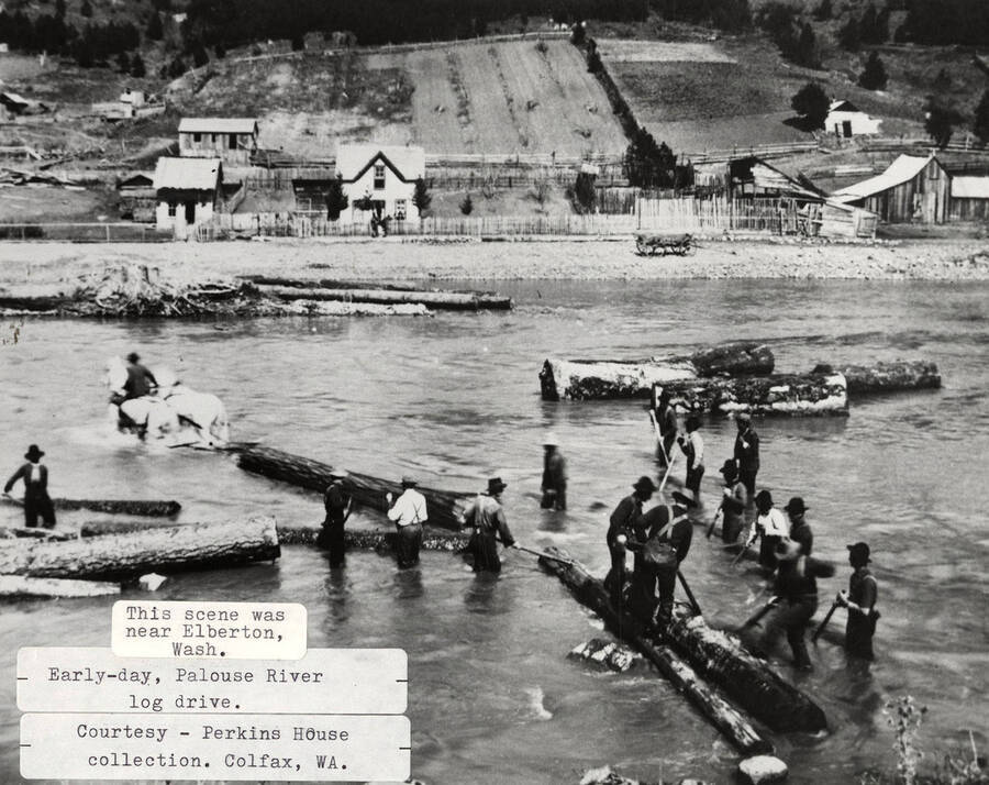 View of a log drive on the Palouse River, near Elberton, Washington. A bunch of men can be seen moving logs from a forest to a sawmill. A group of houses and a few fields can be seen in the background.