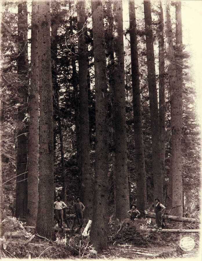 Four men in a group of Idaho White Pine Trees.