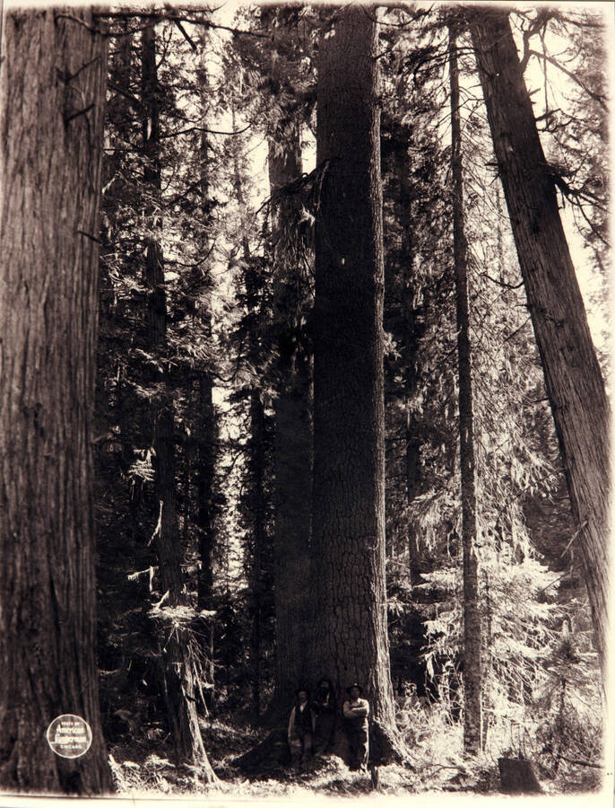 Three man standing in front of a tall Idaho White Pine Tree.