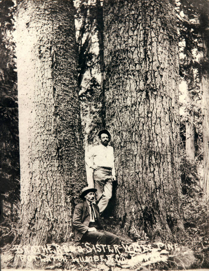 A photograph from the Potlatch Lumber Company of two men posing by brother and sister white pine trees.