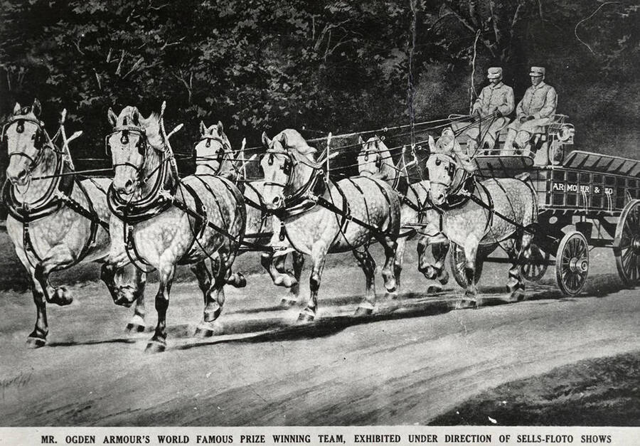 Mr. Ogden Armour's International Draft Horse Champions. They were gray Percheron geldings under the direction of Sells-Floto Shows.