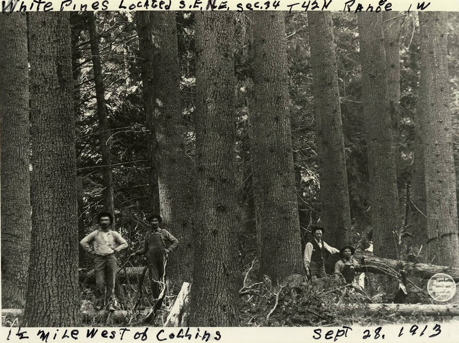 Loggers with white pines located 1.5 miles west of Collins located S.E. N.E. Sec. 34 T42N.