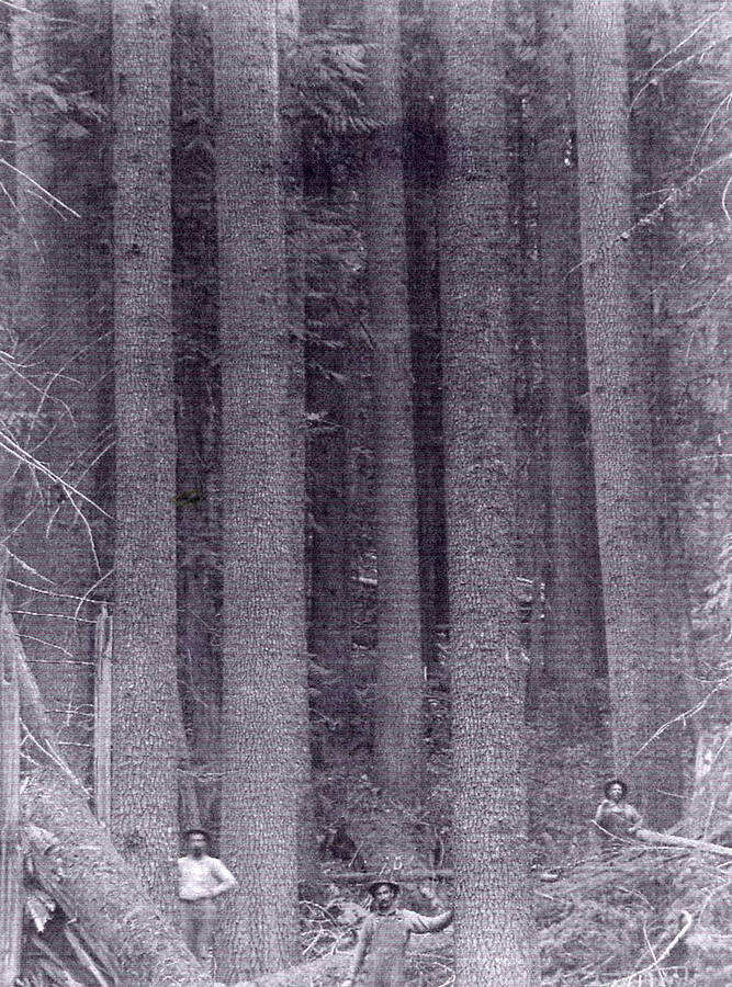 A photograph of loggers in the forest.