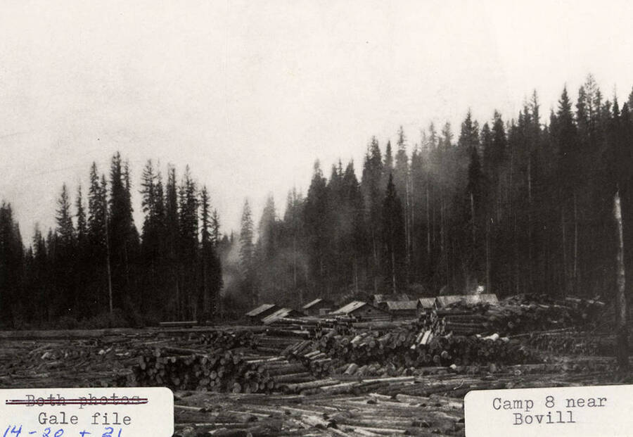 View of logs stacked up at Camp 8, which is located near Bovill, Idaho. A few log cabins can be seen behind the stacks of logs.