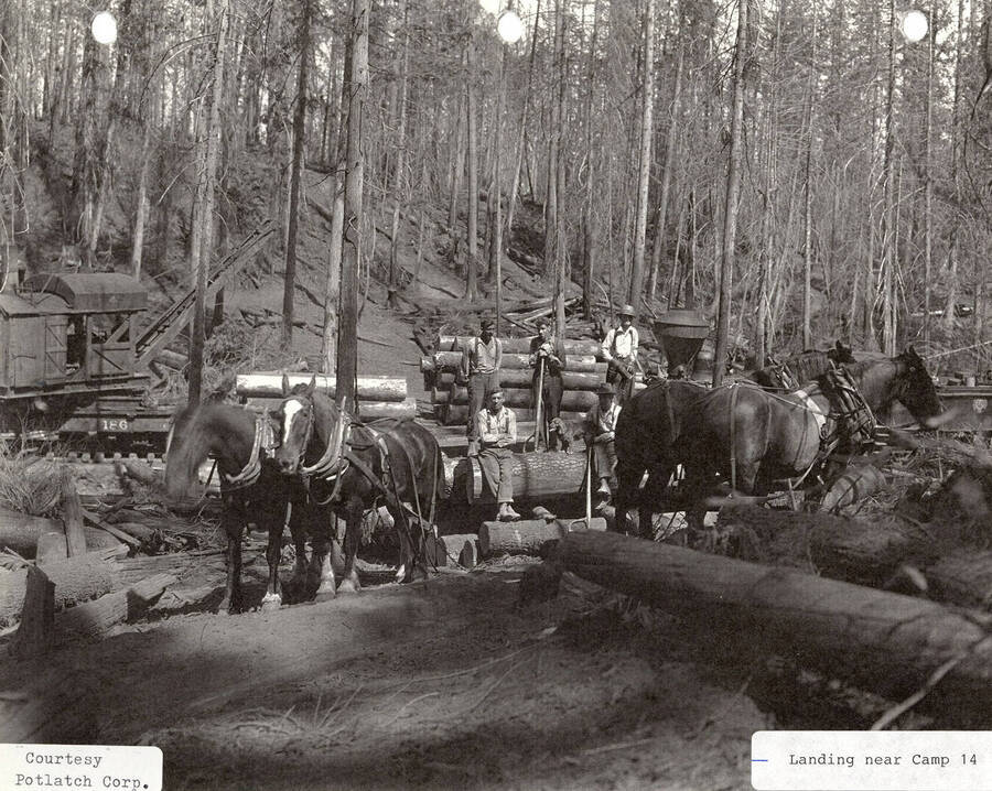 A photograph of work horses, equipment, lumber, and employees at the landing near camp 14.